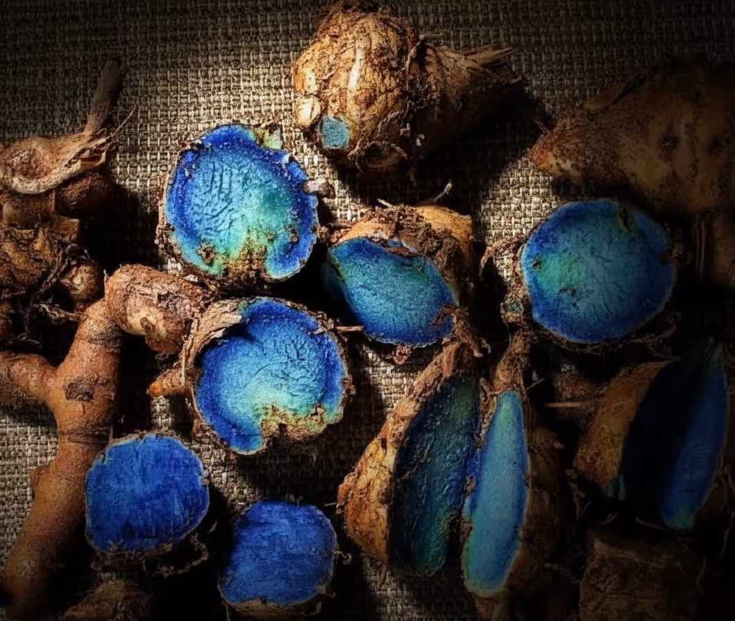 The Shadow Catalyst: Siddha Wisdom and Dual Black Recovery