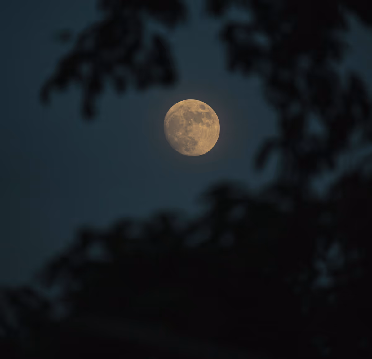 The Lunar Pulse: Moon Rhythms and the Vitality of Herbs