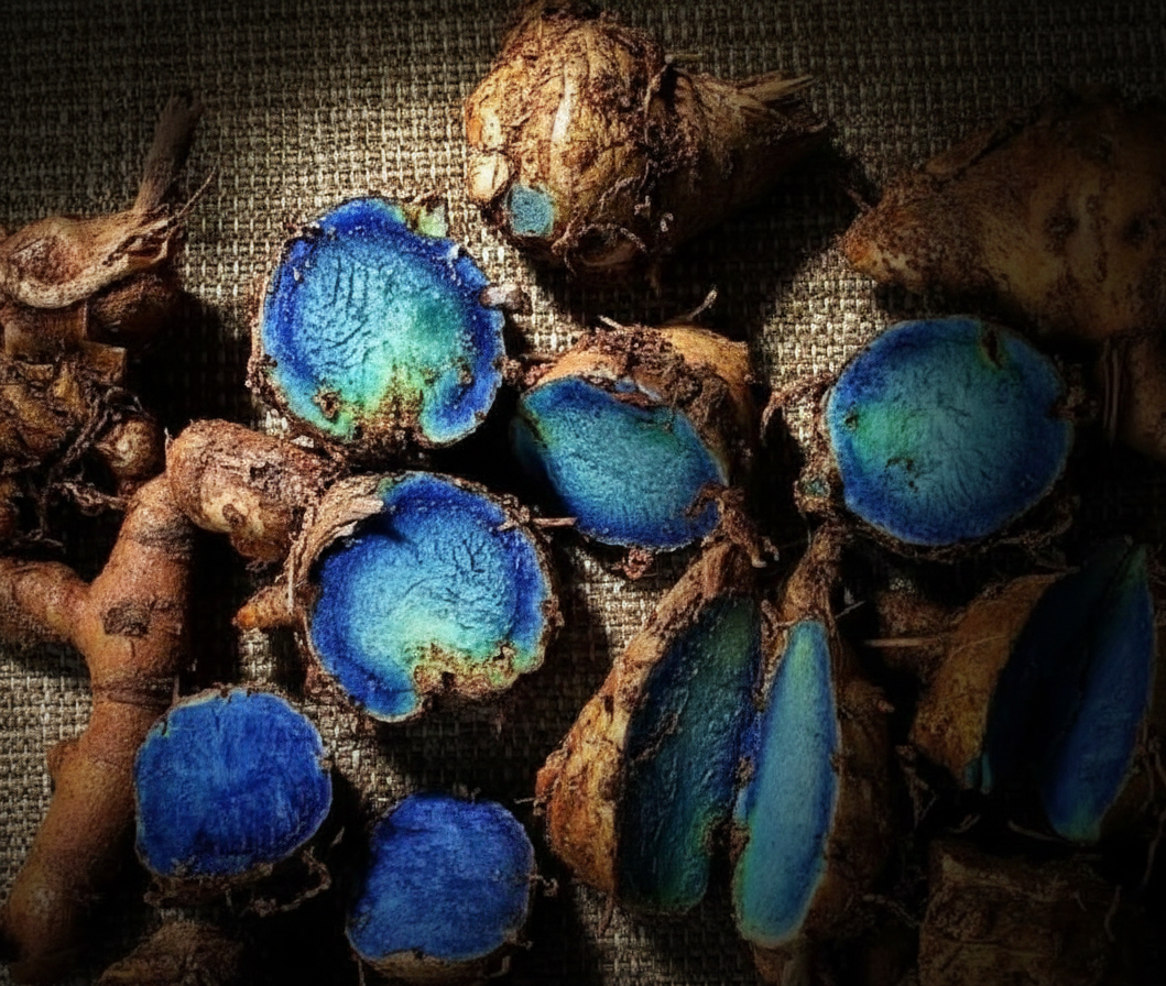 The Shadow Catalyst: Siddha Wisdom and Dual Black Recovery