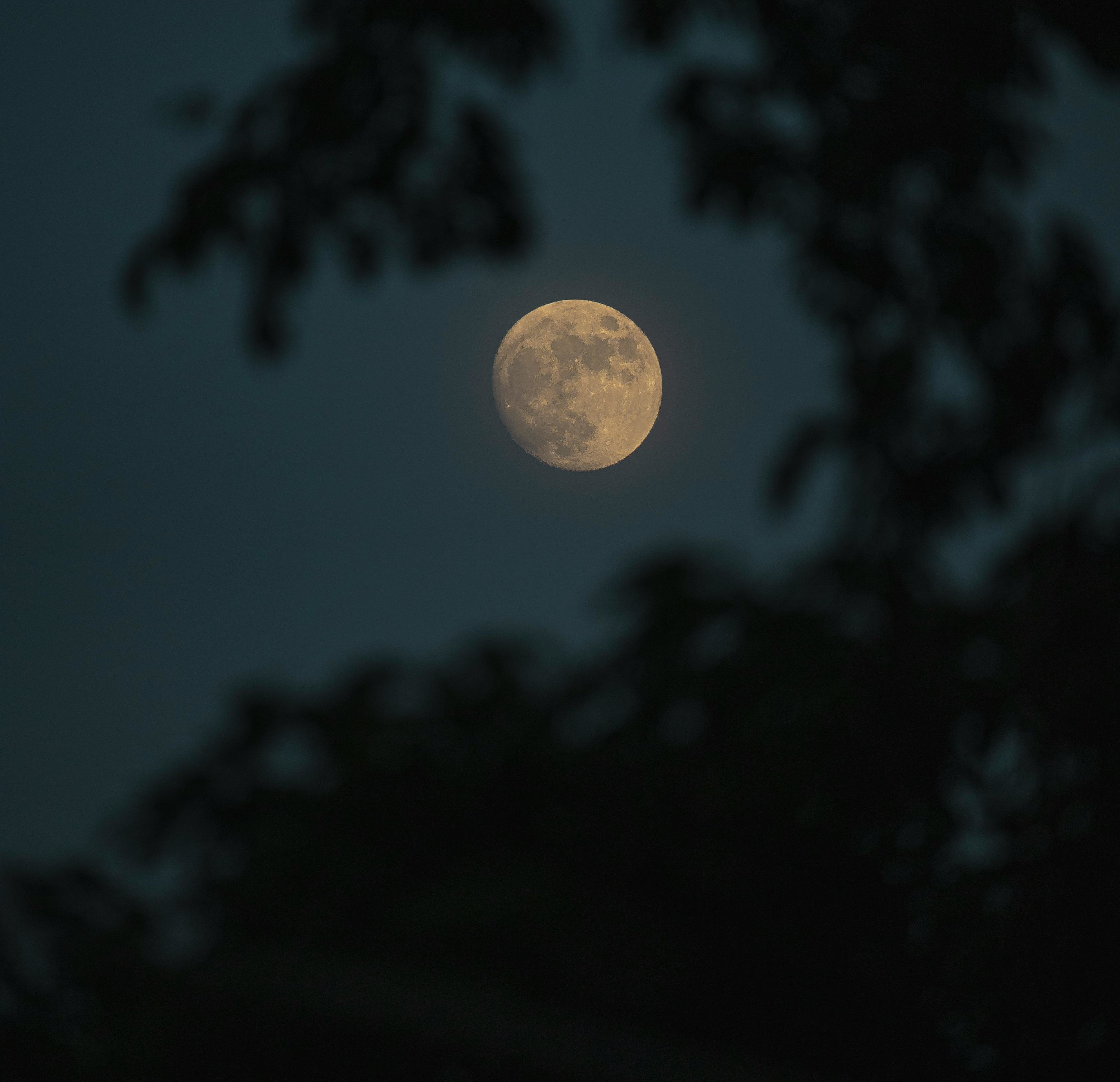 The Lunar Pulse: Moon Rhythms and the Vitality of Herbs